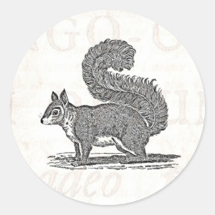 Adesivo Ilustração do esquilo do vintage - esquilos 1800