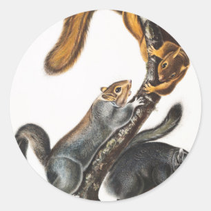 Adesivo Ilustração do Esquilo Gato (Sciurus cinereus)