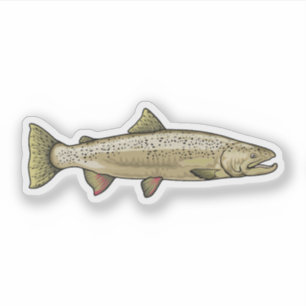 Adesivo Ilustração do Salmão Atlântico
