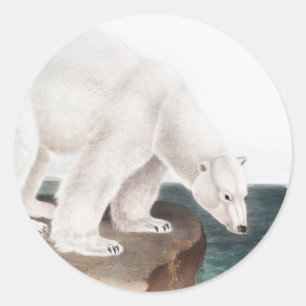 Adesivo Ilustração do Urso Polar (Ursus maritimus)