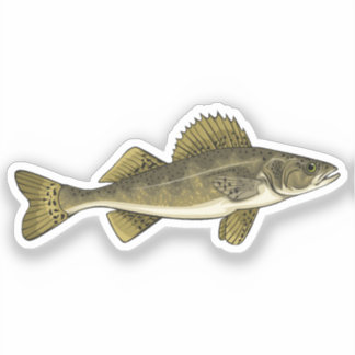 Adesivo Ilustração do vetor Walleye