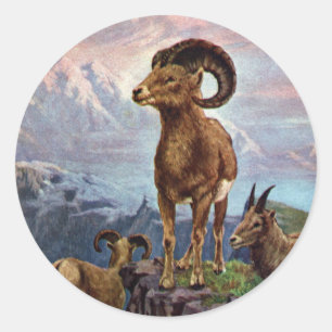 Adesivo Ilustração do vintage dos carneiros de Bighorn