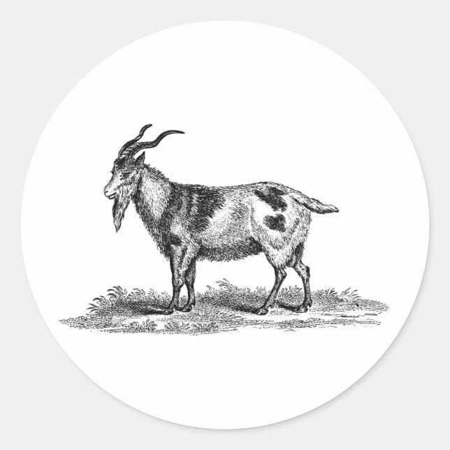 Adesivo Ilustração doméstica de carne de porco - Caprinos  (Frente)