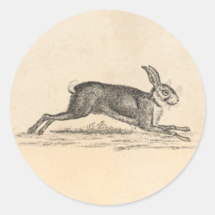Adesivo Ilustração dos 1800s do coelho de coelho da lebr