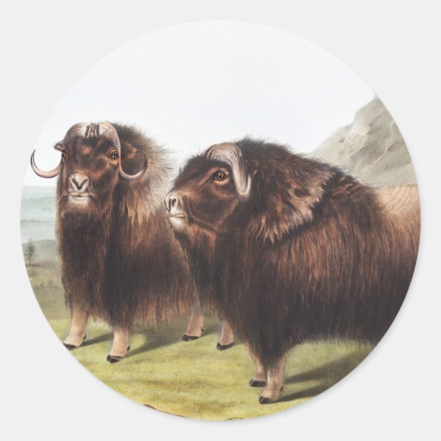 Adesivo Ilustração Musk Ox (Ovibos moschatus) (Frente)