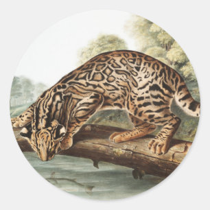 Adesivo Ilustração Ocelot, Gato-Leopardo (Felis pardalis)