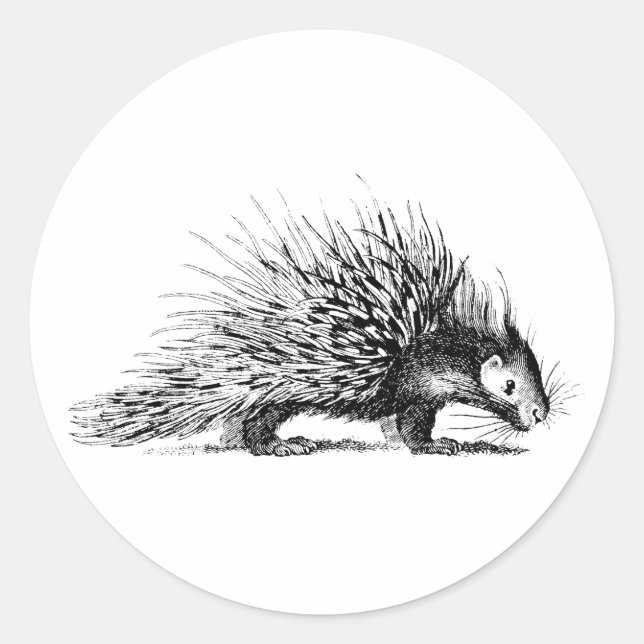 Adesivo Ilustração Porcupine Vintage - Porcupines 1800 (Frente)