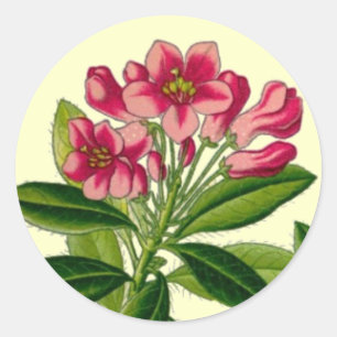 Adesivo Ilustração rosa de rododendron