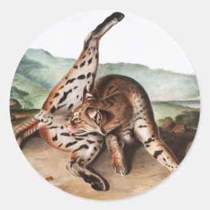Adesivo Ilustração Texan Lynx (Lynx rufus var maculatus)