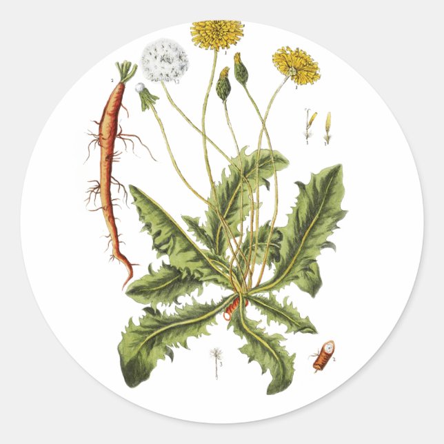 Adesivo Ilustração Vintage Dandelion (Frente)