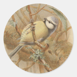 Adesivo Ilustração Vintage de Bluetit