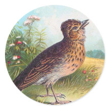 Ilustração Vintage "Lark"