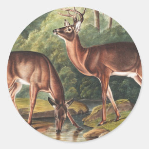 Adesivo Ilustração Virginiana Deer (Cervus Virginianus)