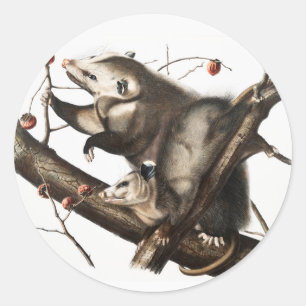 Adesivo Ilustração Virginiana Ogambm Didelphis Virginia