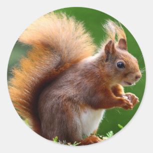 Adesivo Imagem de Esquilo Bonito