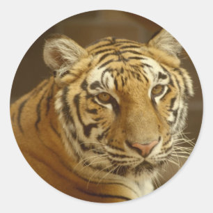 Adesivo Imagem do tigre