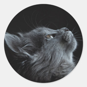 Adesivo imagem que combina com qualquer escolha de colagem