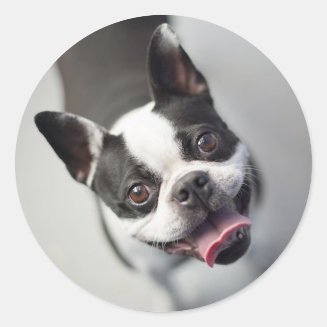 Adesivo Imagens Getty | Buldogue francês (Frente)