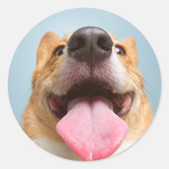 Adesivo Imagens Getty | Corgi muito feliz (Frente)