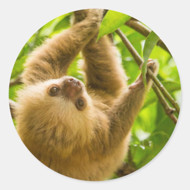 Adesivo Imagens Getty | Lama para Baixo (Frente)