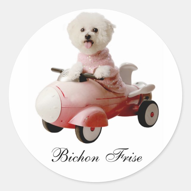 Adesivo IMG_9658-F1 copy, Bichon Frise (Frente)