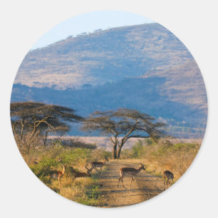 Adesivo Impala (Aepyceros Melampus), Hluwe-Umfolozi