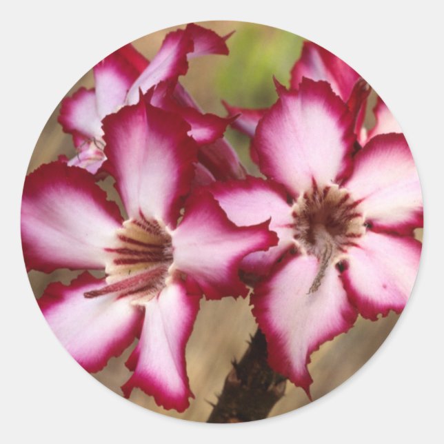 Adesivo Impala Lírio (Adenium Multiflorum), Kruger (Frente)