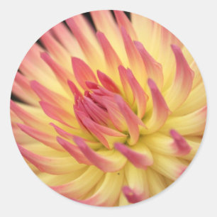 Adesivo Impressão cor-de-rosa e amarelo da dália