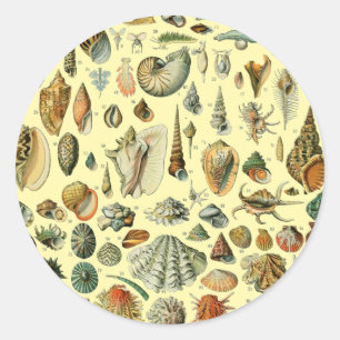 Adesivo Impressão de Conchas Vintage Adolphe Millot Costei
