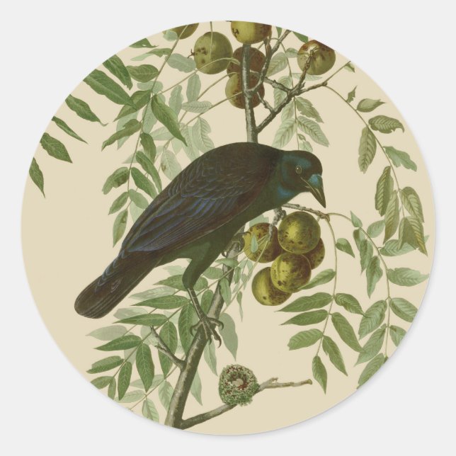Adesivo Impressão de Pássaro Grackle Roxo de Audubon Vinta (Frente)
