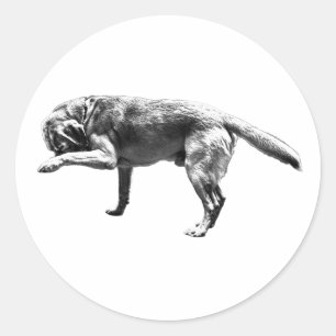 Adesivo Impressão de Paw Reprodutor