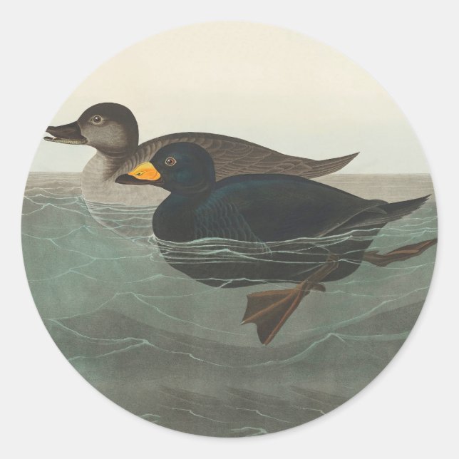 Adesivo Impressão do Pato-negro-de-veludo de Audubon: Pato (Frente)