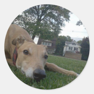 Adesivo indeterminado