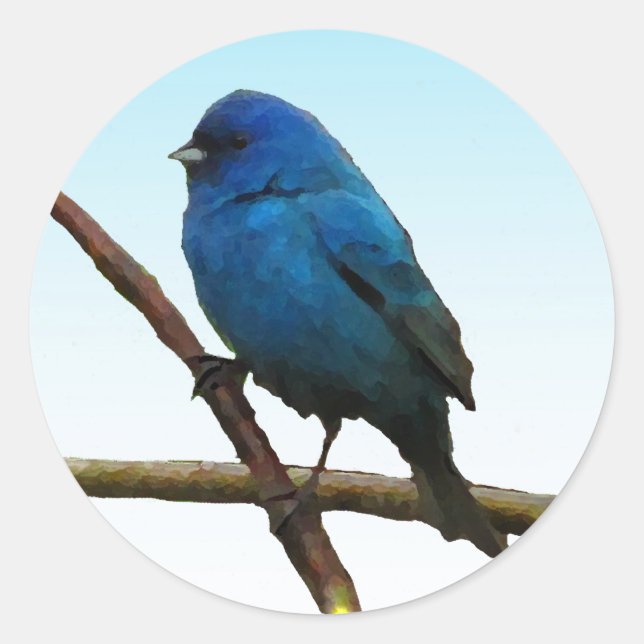 Adesivo Indigo Bunting (Frente)