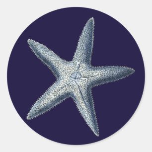 Adesivo Indigo Shells IV