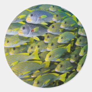 Adesivo Indonésia. Peixes em Cardume