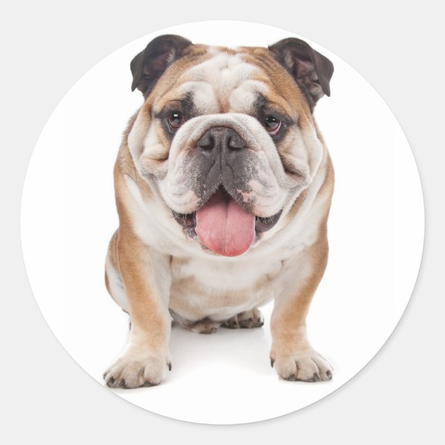 Adesivo Inglês Buldogue Puppy Dog Sticker / Selo (Frente)