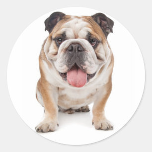 Adesivo Inglês Buldogue Puppy Dog Sticker / Selo