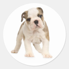 Adesivo Inglês Buldogue Puppy Dog Sticker / Selo