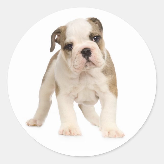 Adesivo Inglês Buldogue Puppy Dog Sticker / Selo (Frente)