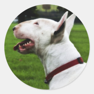 Adesivo Inglês bull terrier
