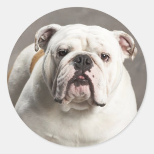 Adesivo Inglês Bulldog Puppy Dog Love Sticker / Selo