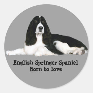 Adesivo Inglês Springer Spaniel