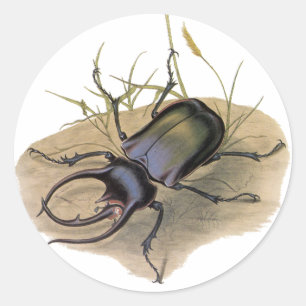 Adesivo Insetos e Insetos da Vintage, Besouro Rinoceronte