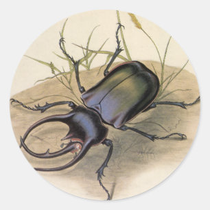 Adesivo Insetos e Insetos da Vintage, Besouro Rinoceronte