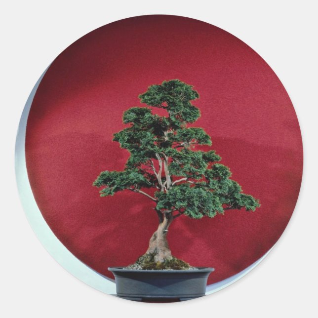 Adesivo Inspiring Bonsai tree (Frente)