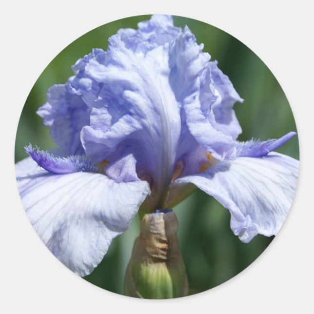Adesivo Iris-azul (Frente)