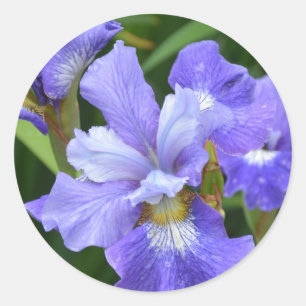 Adesivo Iris roxa