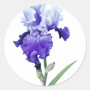 Adesivo íris roxa