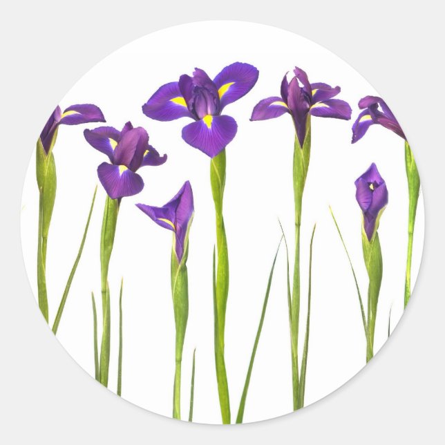 Adesivo Íris Roxos - Modelo Personalizada da Flor Íris (Frente)